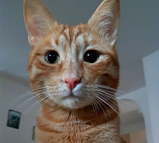 My Sweet Boy, He Saw A Bird On The Screen.....🥰