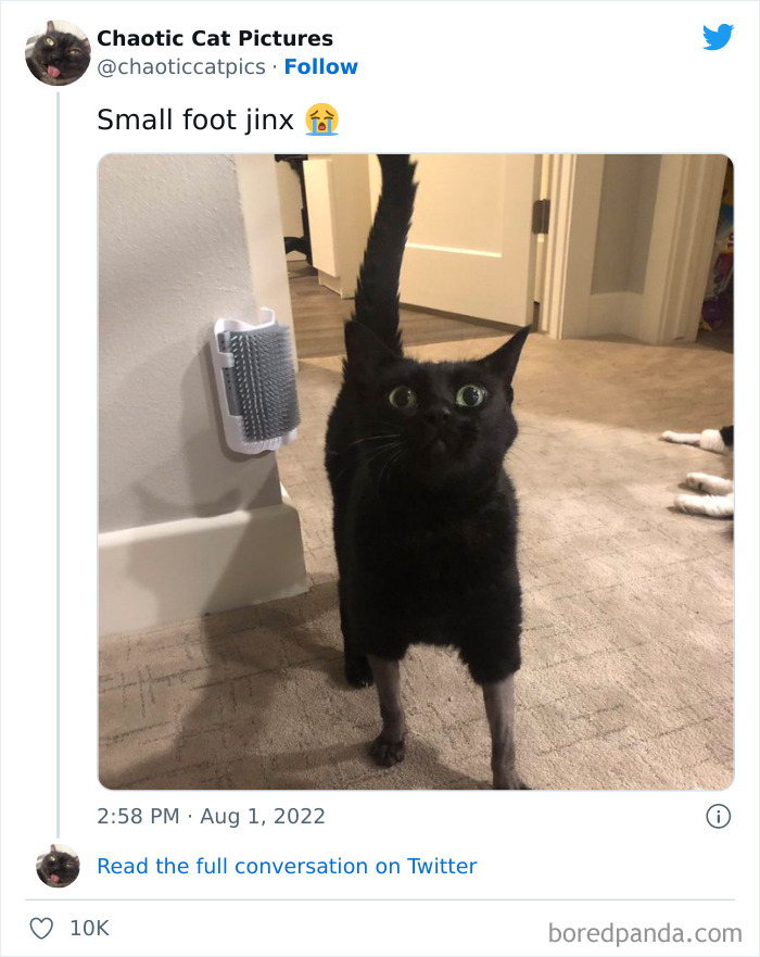 Chaotic-Cat-Pics-Memes