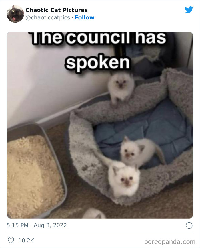 Chaotic-Cat-Pics-Memes