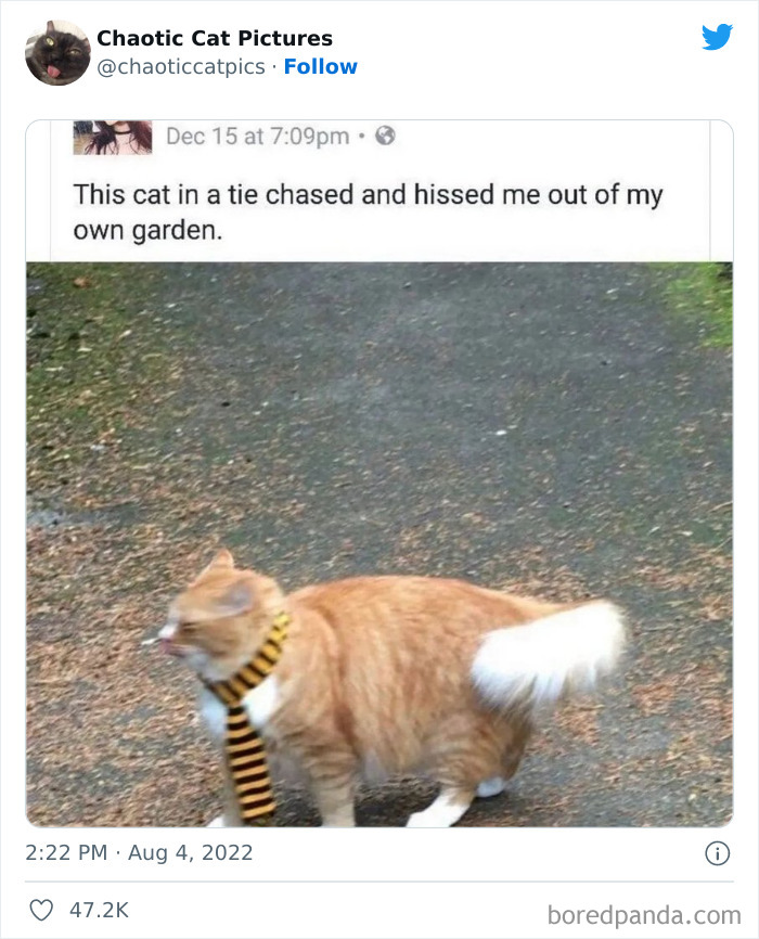 Chaotic-Cat-Pics-Memes