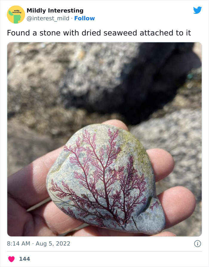 Mildly-Interesting-Post-Twitter