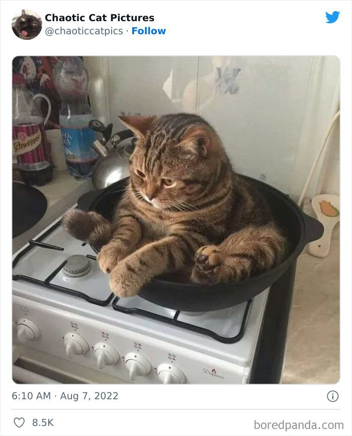 Chaotic-Cat-Pics-Memes