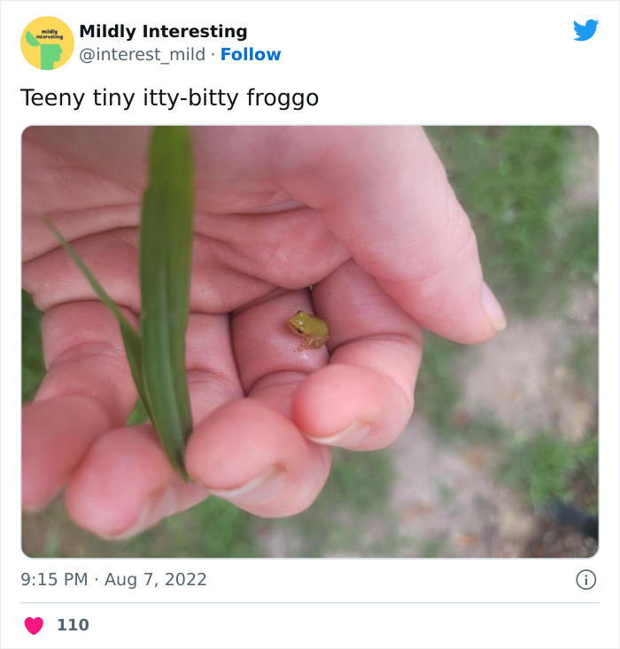 Mildly-Interesting-Post-Twitter