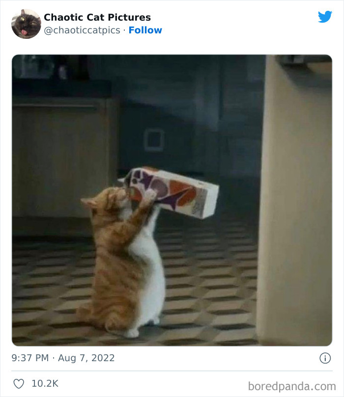 Chaotic-Cat-Pics-Memes