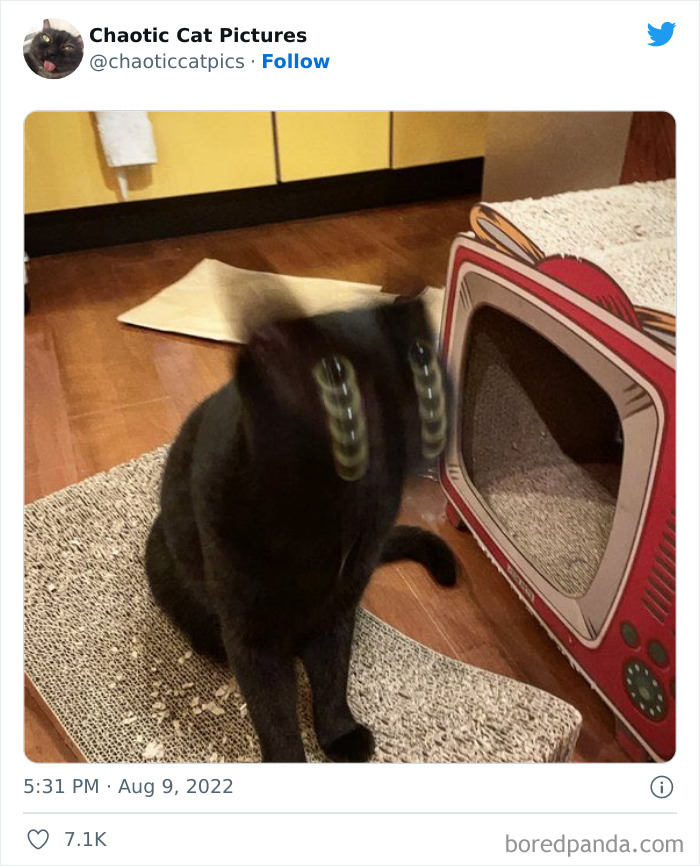 Chaotic-Cat-Pics-Memes