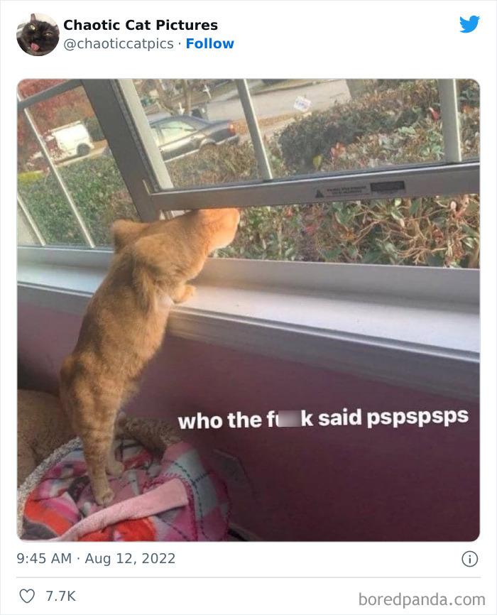 Chaotic-Cat-Pics-Memes