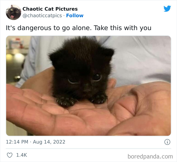 Chaotic-Cat-Pics-Memes