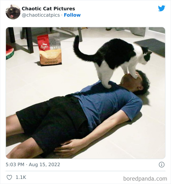 Chaotic-Cat-Pics-Memes