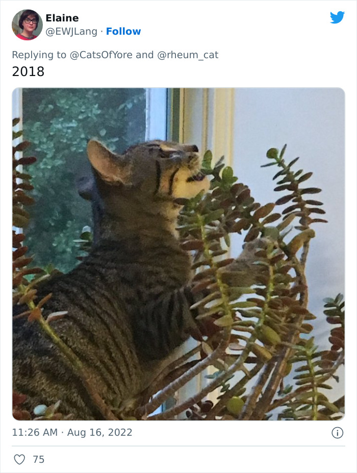 Los gatos destrozando cosas no son un problema moderno, como muestran estas 24 im&aacute;genes a trav&eacute;s de la historia