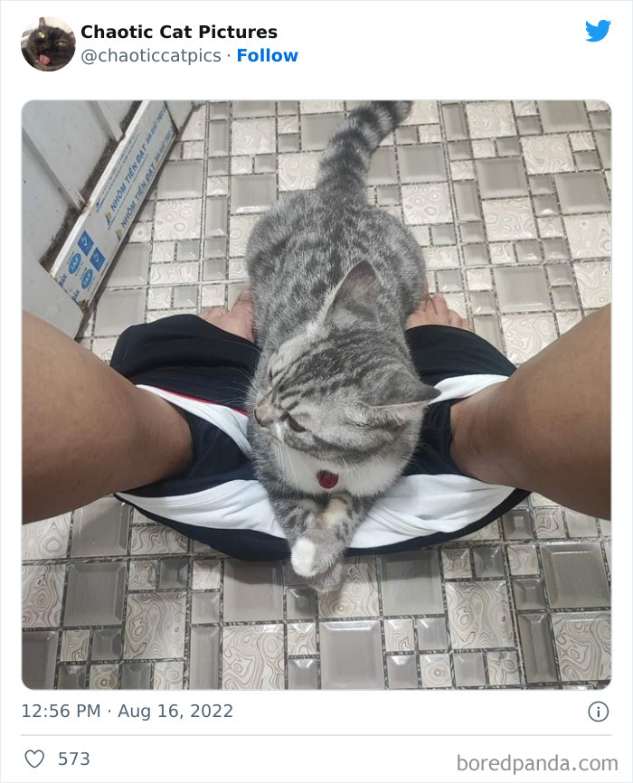 Chaotic-Cat-Pics-Memes