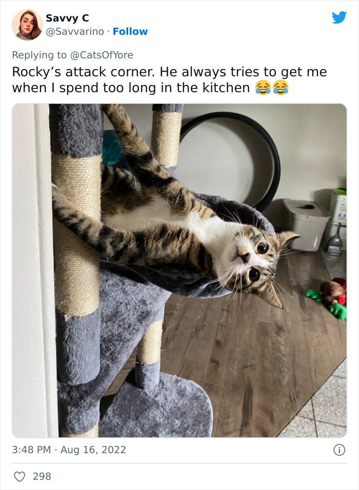 Cats Ruining Stuff Isn&rsquo;t Only A Modern Struggle As It Is Shown In These 24 Pics Through History, Shared By Folks Online