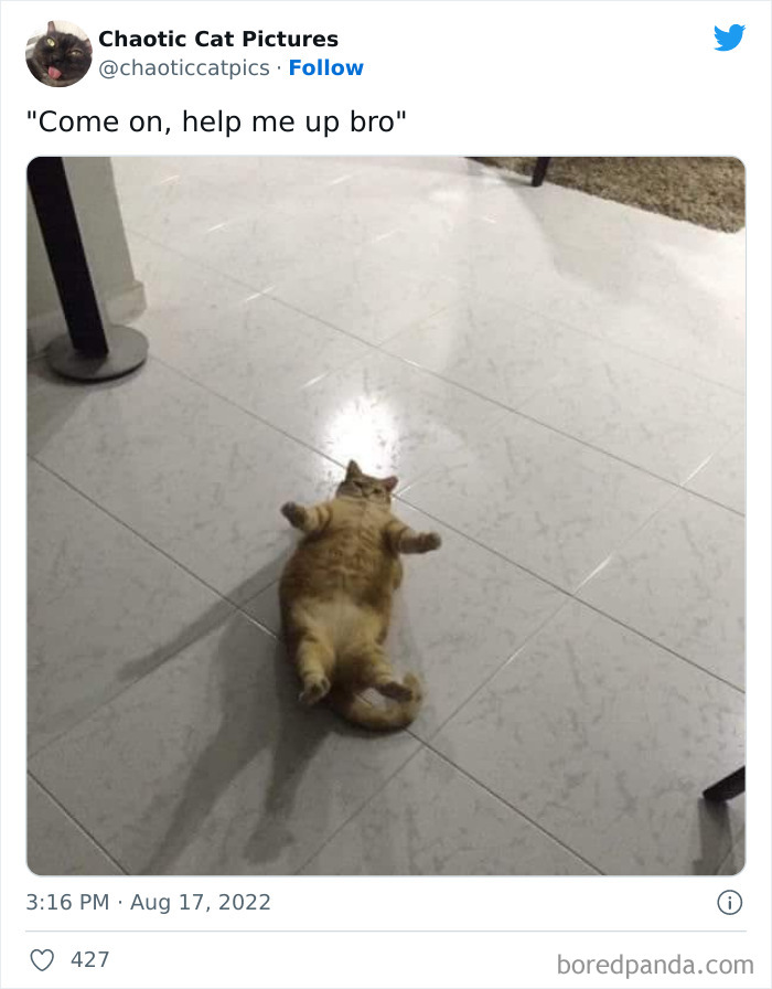 Chaotic-Cat-Pics-Memes