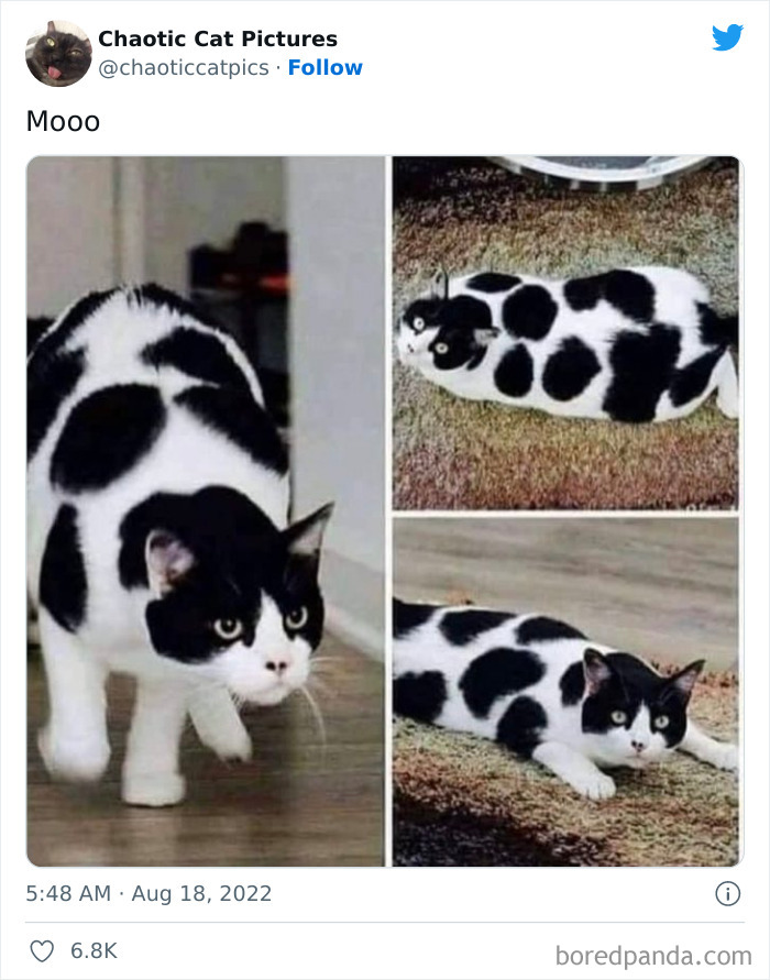 Chaotic-Cat-Pics-Memes