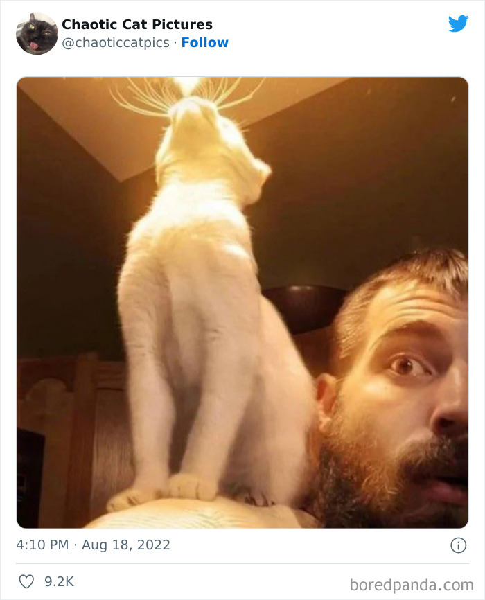 Chaotic-Cat-Pics-Memes