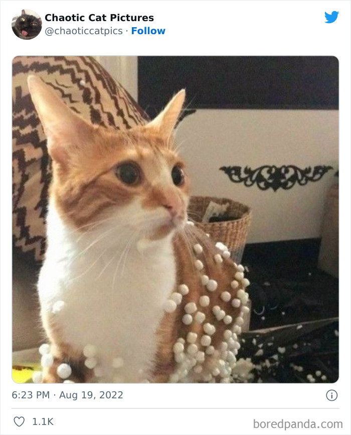 Chaotic-Cat-Pics-Memes