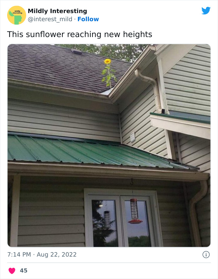 Mildly-Interesting-Post-Twitter