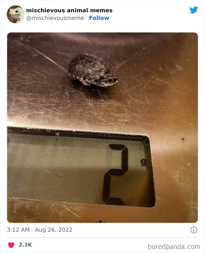 This Twitter Page Is Dedicated To Mischievous Animal Memes, Here Are 35 Of The Funniest Ones