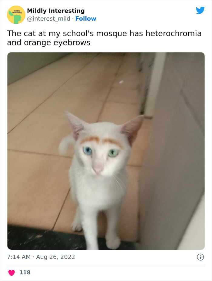 Mildly-Interesting-Post-Twitter