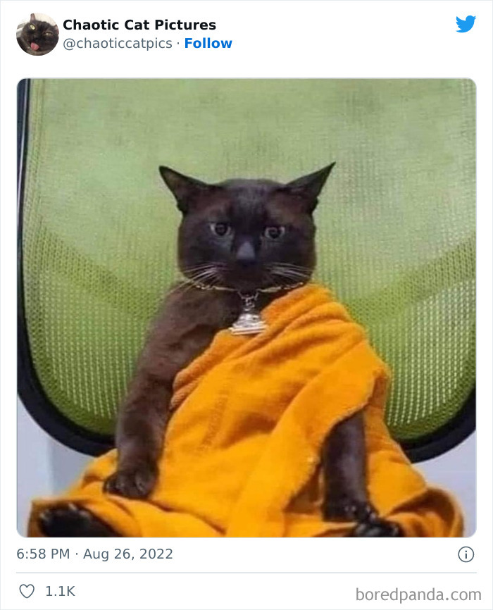 Chaotic-Cat-Pics-Memes