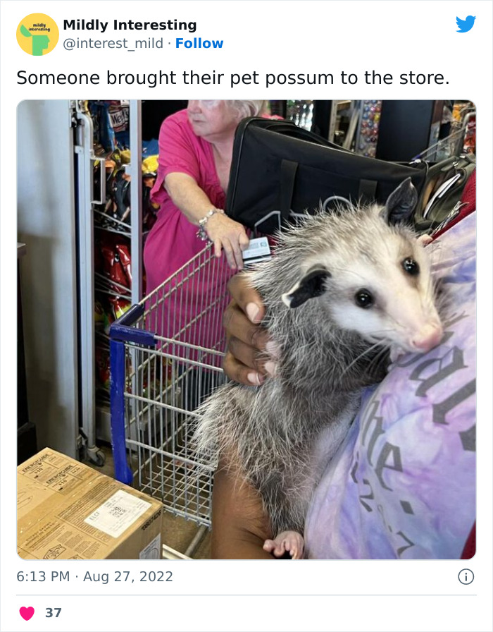 Mildly-Interesting-Post-Twitter