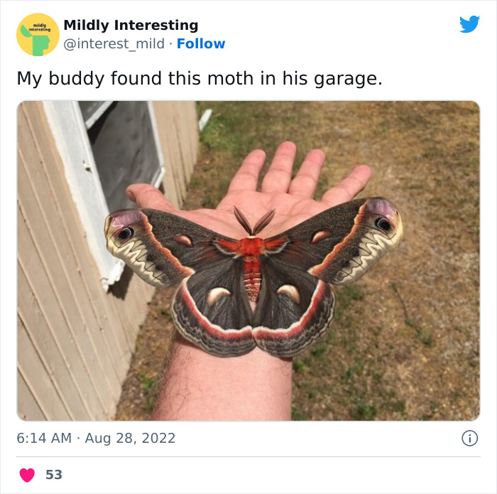 Mildly-Interesting-Post-Twitter