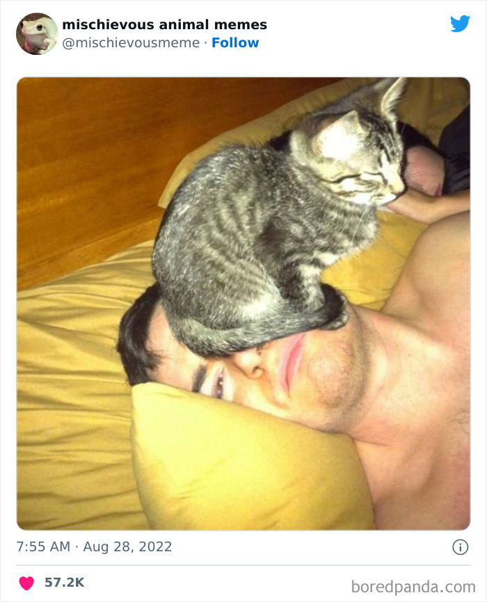 This Twitter Page Is Dedicated To Mischievous Animal Memes, Here Are 35 Of The Funniest Ones