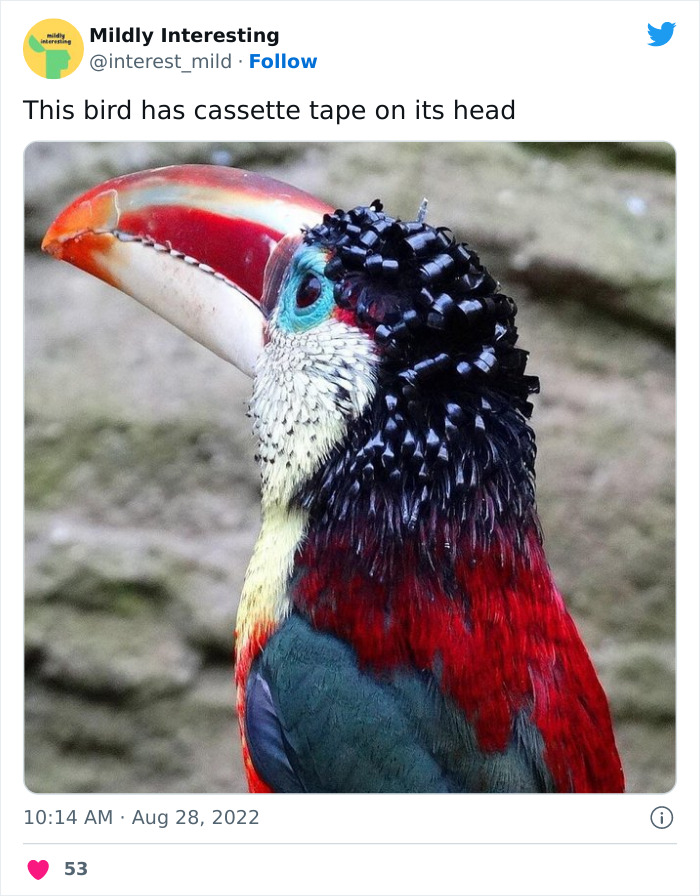 Mildly-Interesting-Post-Twitter