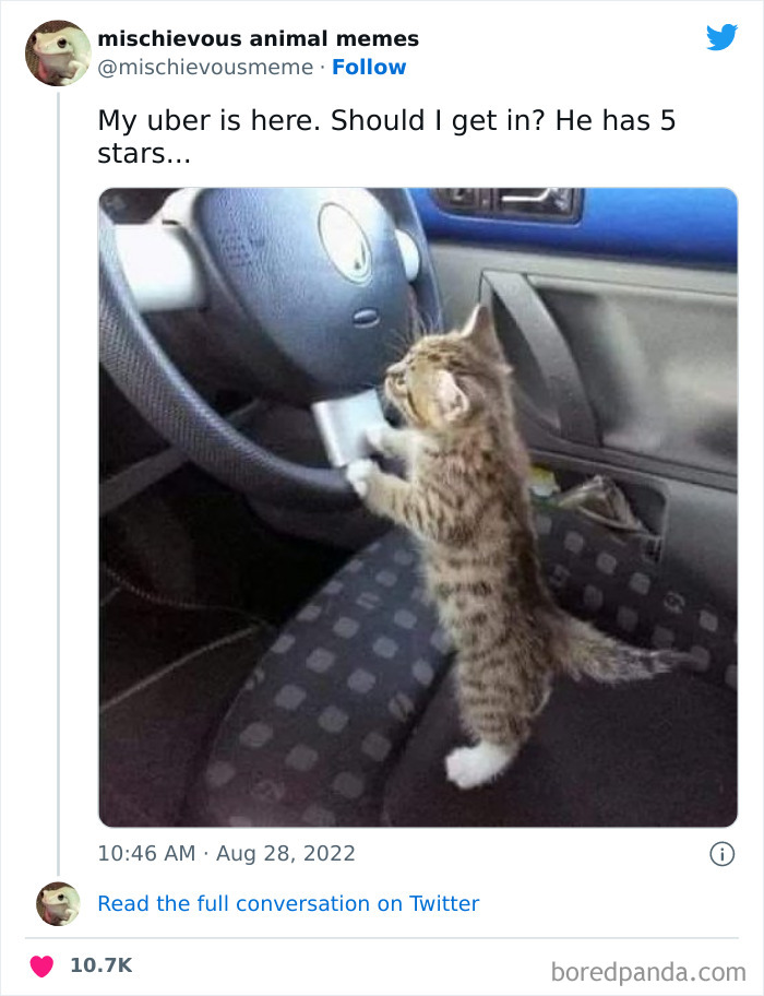 Mischievous-Animal-Memes