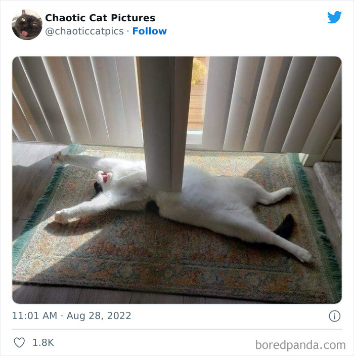 Chaotic-Cat-Pics-Memes