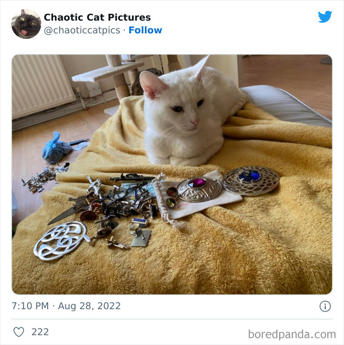 Chaotic-Cat-Pics-Memes