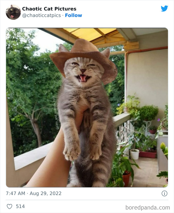 Chaotic-Cat-Pics-Memes