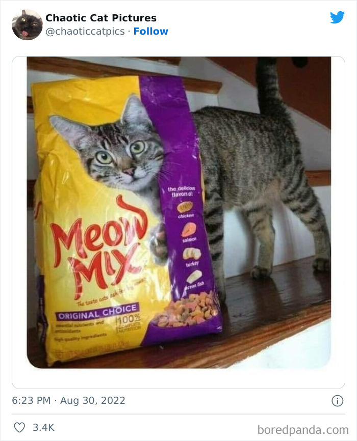 Chaotic-Cat-Pics-Memes