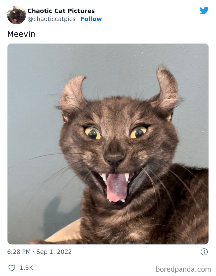 Chaotic-Cat-Pics-Memes