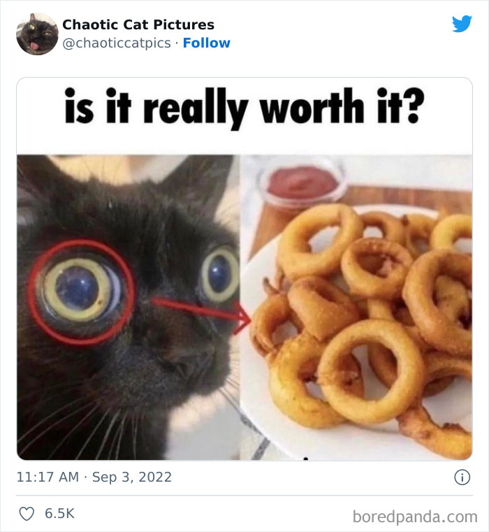 Chaotic-Cat-Pics-Memes