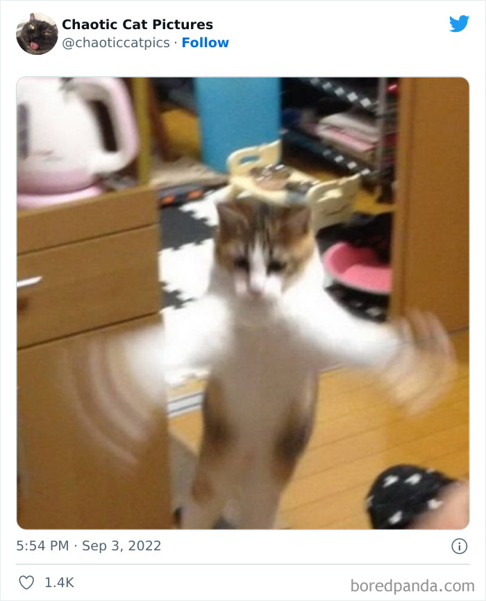 Chaotic-Cat-Pics-Memes