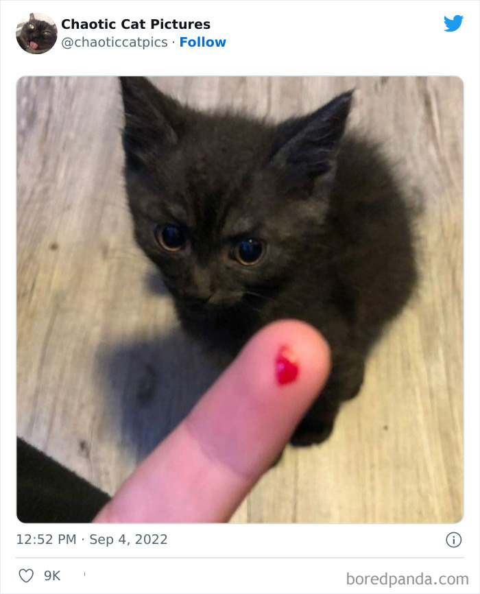 Chaotic-Cat-Pics-Memes