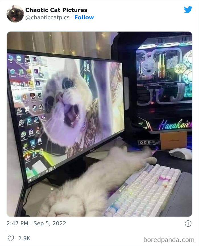 Chaotic-Cat-Pics-Memes