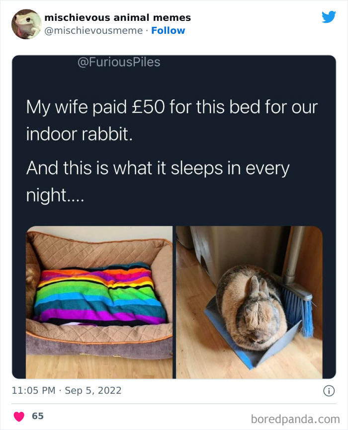 Mischievous-Animal-Memes