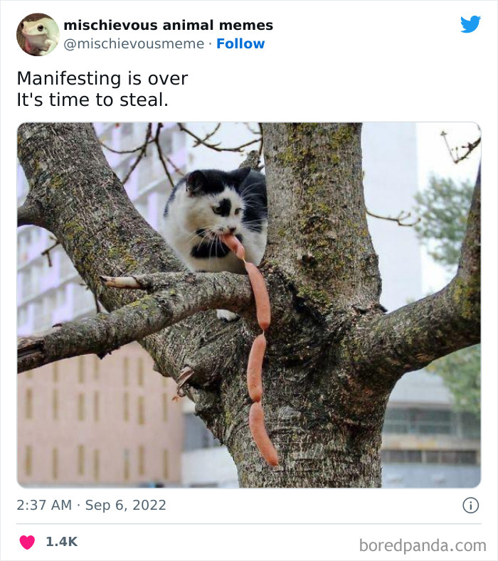 Mischievous-Animal-Memes