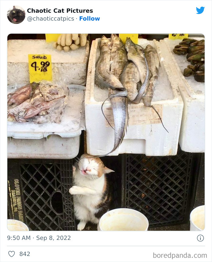 Chaotic-Cat-Pics-Memes