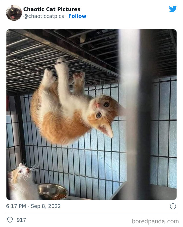 Chaotic-Cat-Pics-Memes