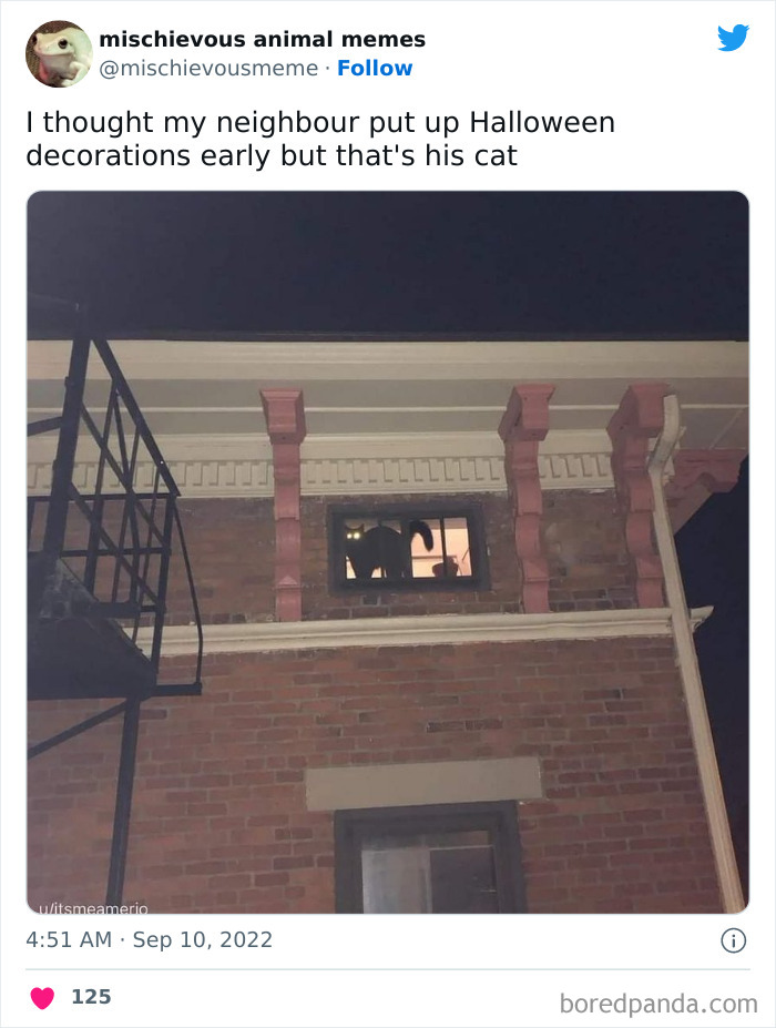 Mischievous-Animal-Memes