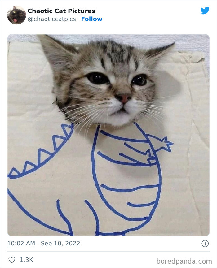 Chaotic-Cat-Pics-Memes