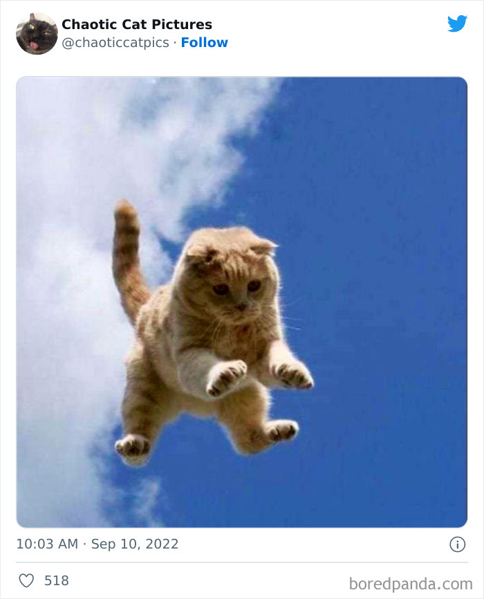 Chaotic-Cat-Pics-Memes