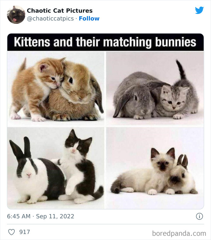 Chaotic-Cat-Pics-Memes