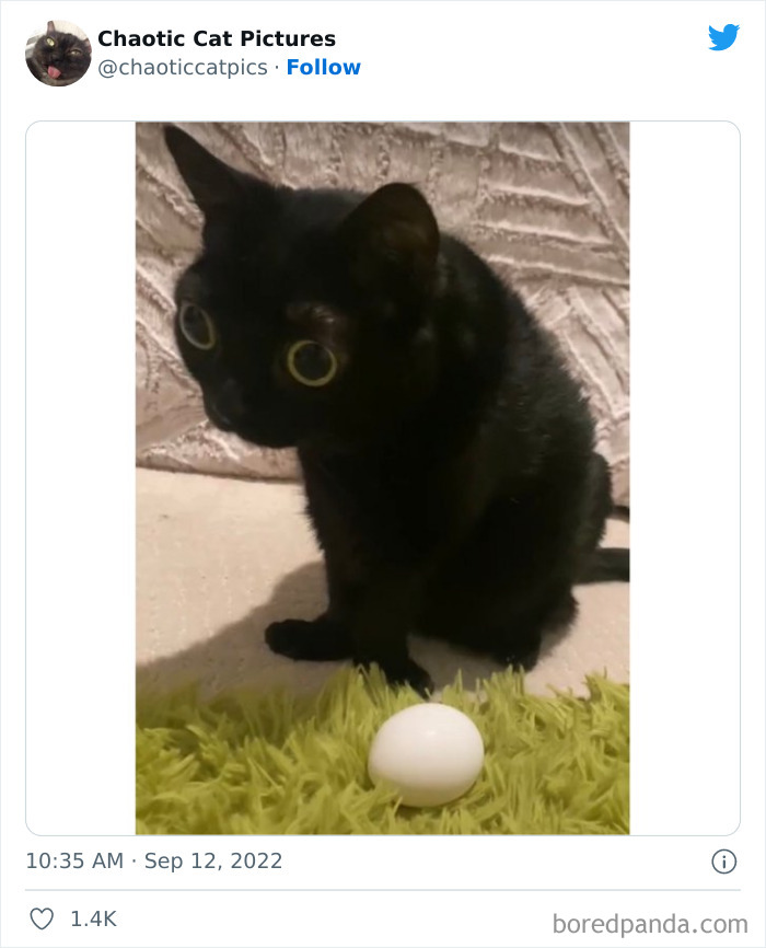 Chaotic-Cat-Pics-Memes