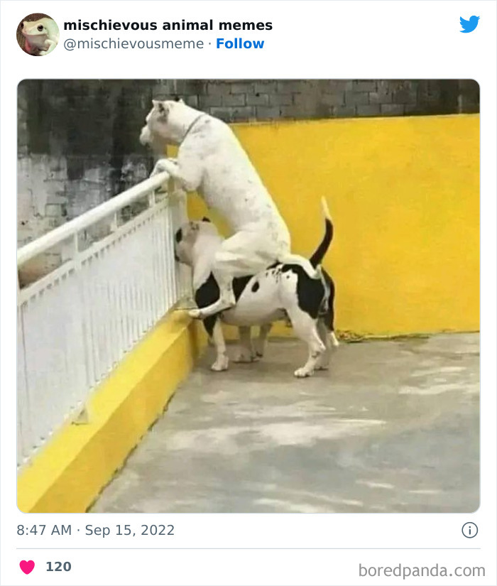 This Twitter Page Is Dedicated To Mischievous Animal Memes, Here Are 35 Of The Funniest Ones