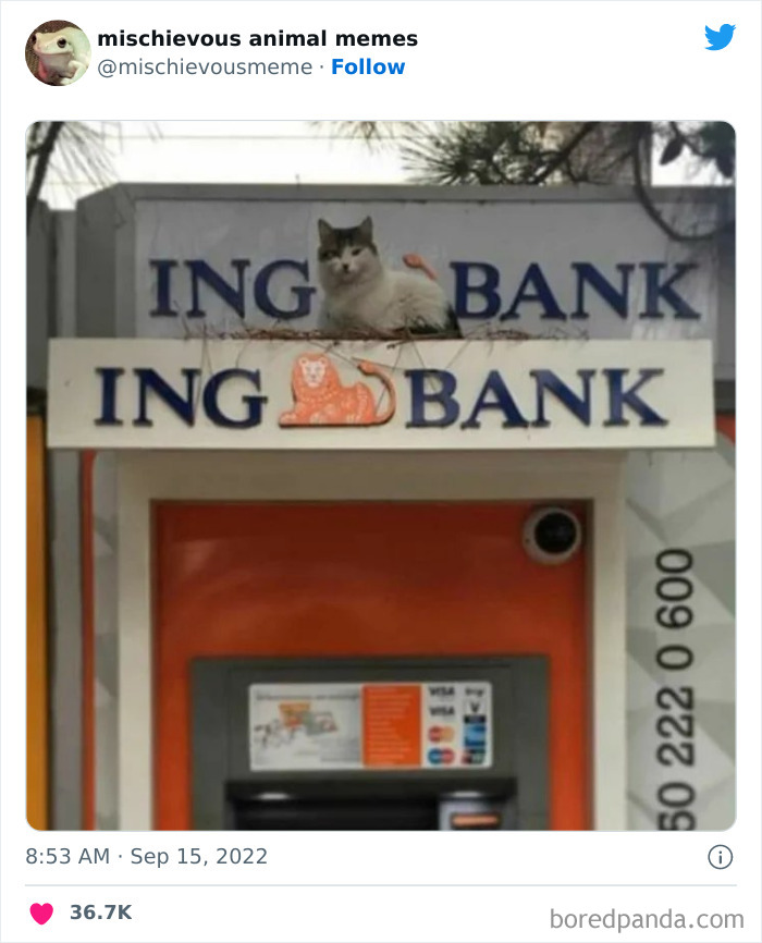 This Twitter Page Is Dedicated To Mischievous Animal Memes, Here Are 35 Of The Funniest Ones