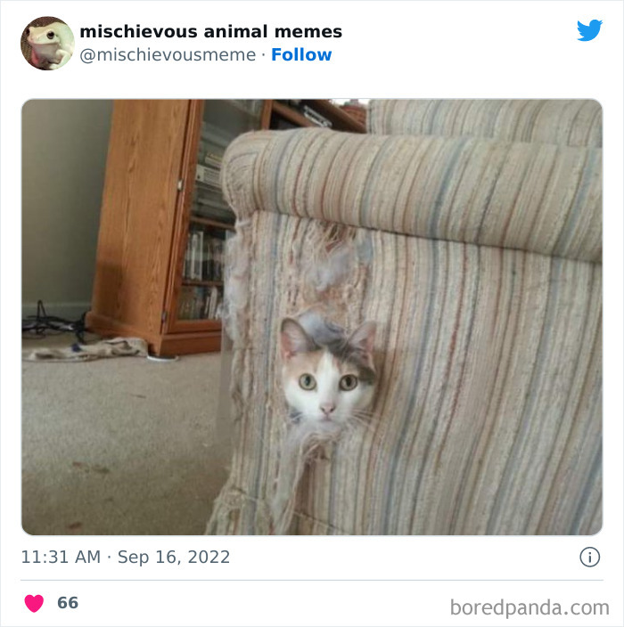 This Twitter Page Is Dedicated To Mischievous Animal Memes, Here Are 35 Of The Funniest Ones