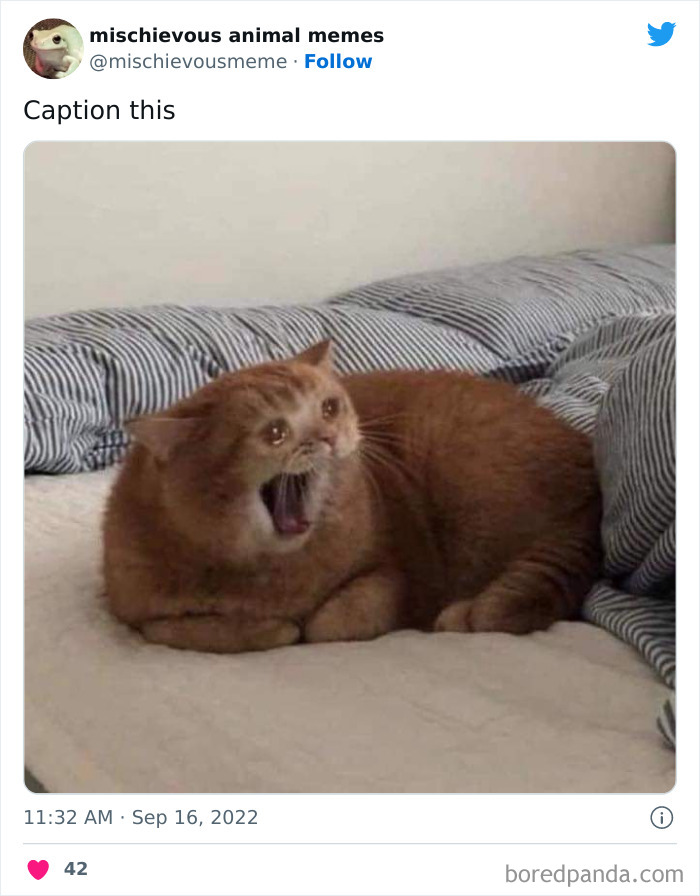 Mischievous-Animal-Memes